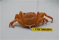 藏品(白紋方蟹)的圖片